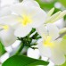 FREESIA SOAP BAR (250G)